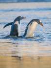 Gentoo Penguin during early morning at the coastline. Falkland Islands, Saunders Island. Art Print